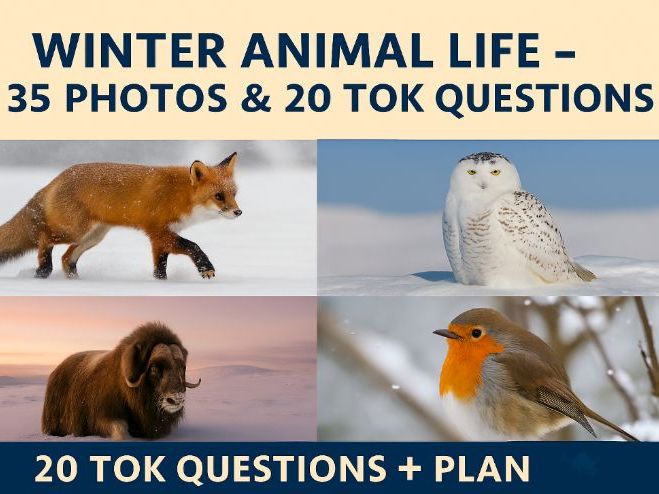 Winter Animal Life Pack – 35 Photos & 20 TOK Questions + Lesson Plan