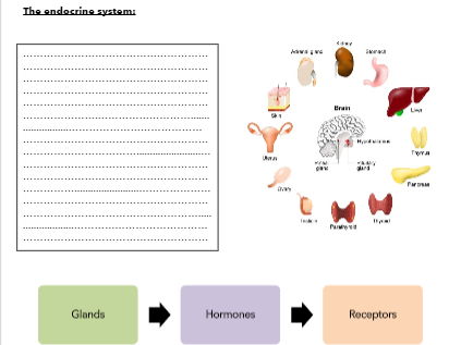 AQA A-Level Psychology Biopsychology Booklet