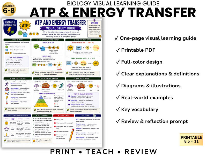 ATP & ENERGY TRANSFER | Biology Visual Learning Guide | Grade 8 & Middle School Science