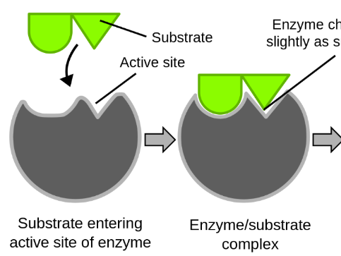 Enzyme practical