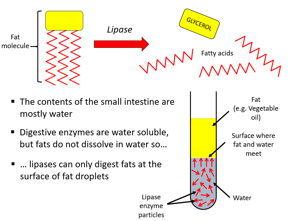 AQA GCSE Biology - B3 - Digestive System Bundle
