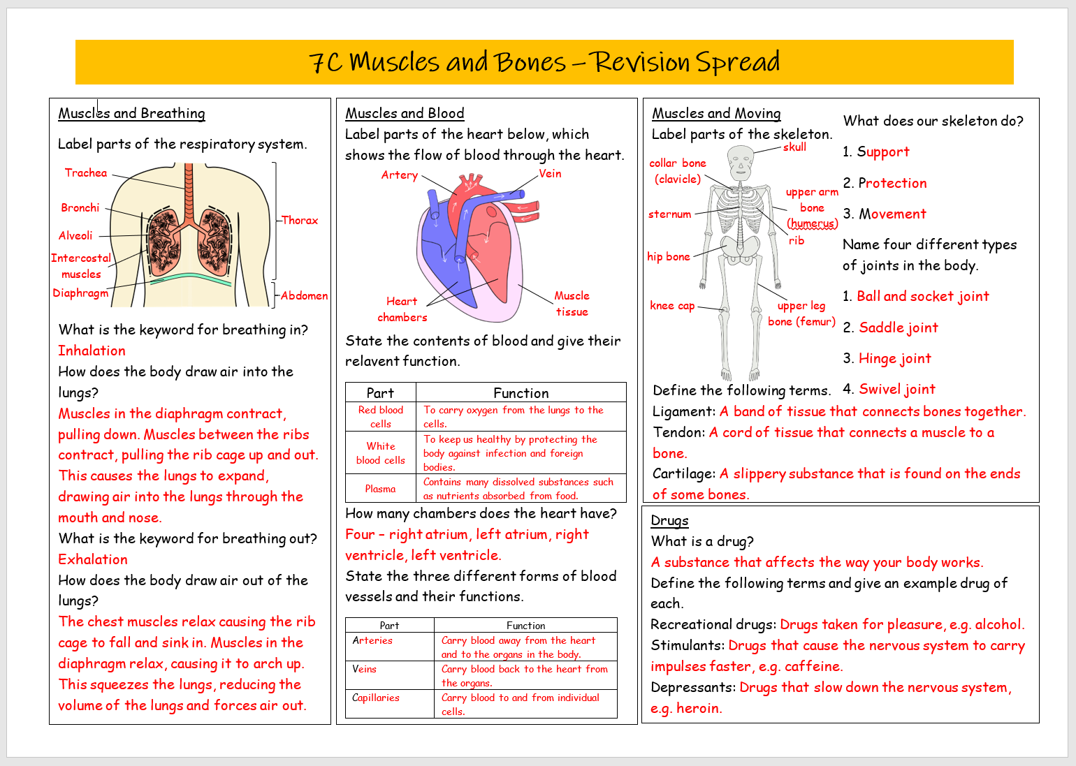 Muscles and Bones Revision Spread | Teaching Resources
