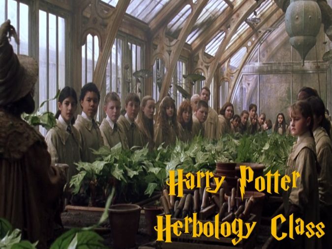 Harry Potter Herbology Class - Yeast