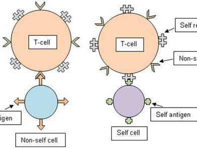 Autoimmunity and allergies