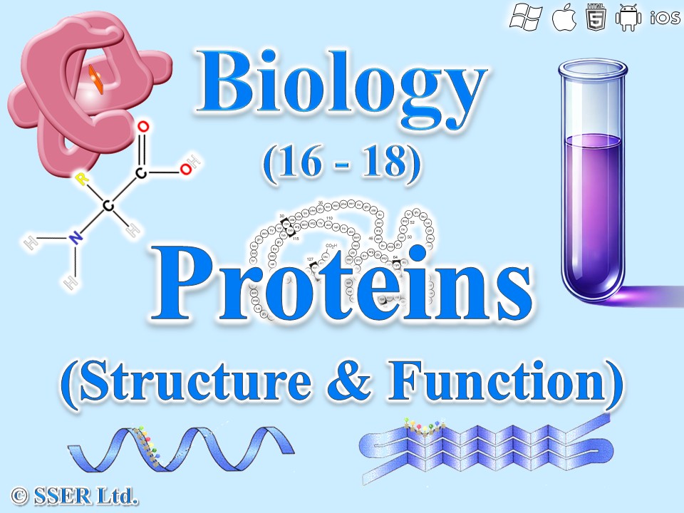 BioA_3.1.4.1 The Nature of Proteins (Structure & Function)