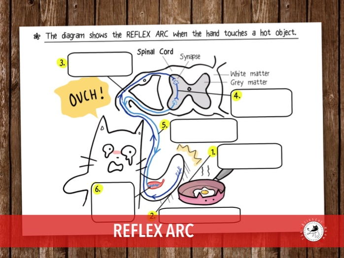 Reflex Arc Diagram