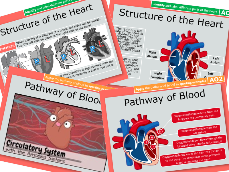 9. Structure of the Cardiovascular System