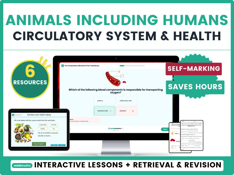 Year 6 Animals Including Humans / Circulatory System & Health bundle