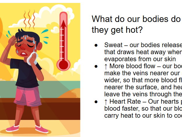 What Happens to Our Bodies on Hot Days