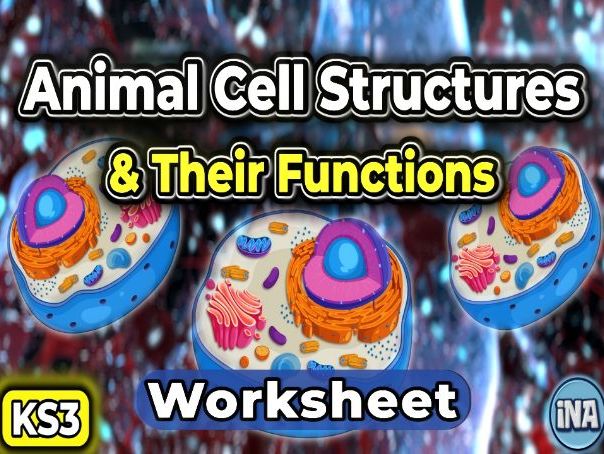 Animal Cell Structures and Their Functions - KS3 Biology Worksheet