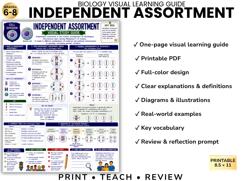 INDEPENDENT ASSORTMENT | Biology Visual Learning Guide | Grade 8 & Middle School Science