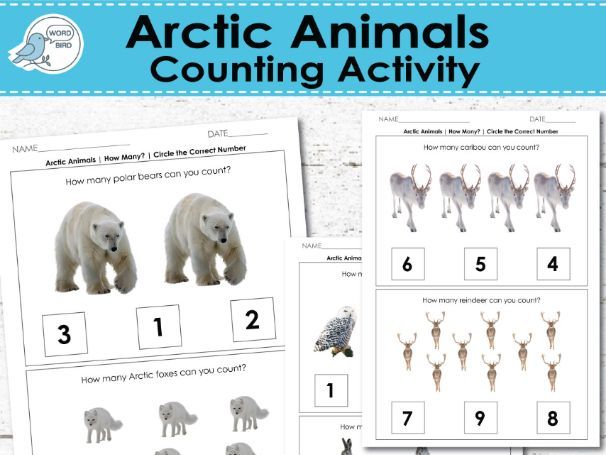 Arctic Animals Counting Worksheets Circle the Correct Number Real Photos