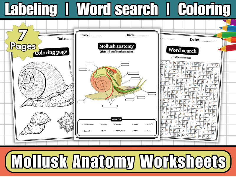 Mollusk Anatomy-Parts of a Mollusk Labeling Worksheets,Coloring  & Word Search-Invertebrate Science