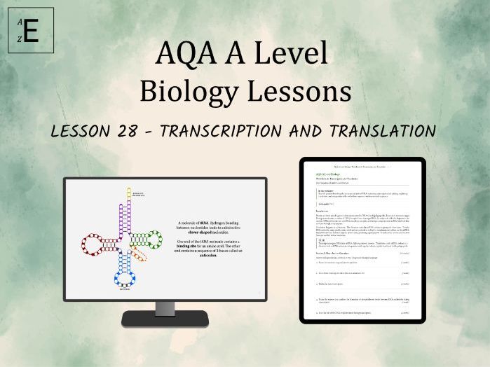 AQA A Level Biology Lesson 28 - Transcription and Translation