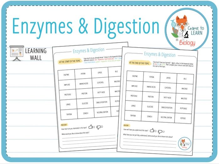 Enzymes and digestion Learning Wall (KS3/4) Teaching Resources
