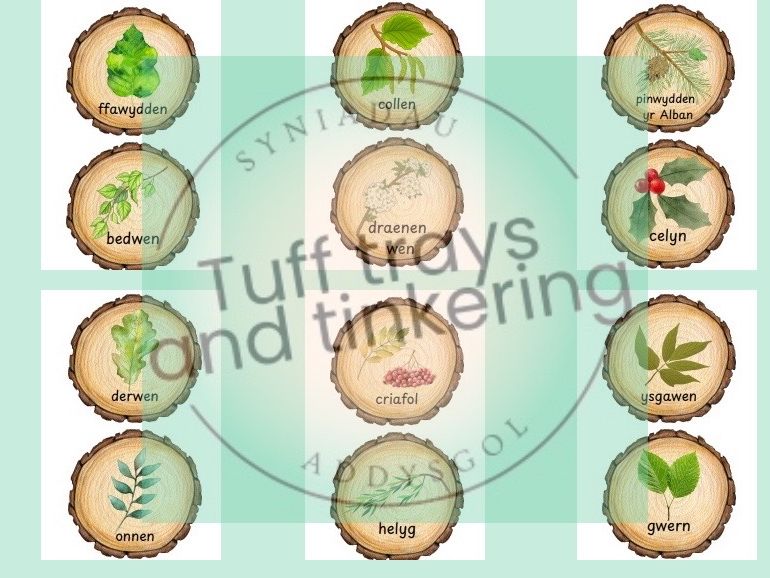 geiriau dail leaf identification Curriculum for Wales Early Years PS1 addysg Cymraeg