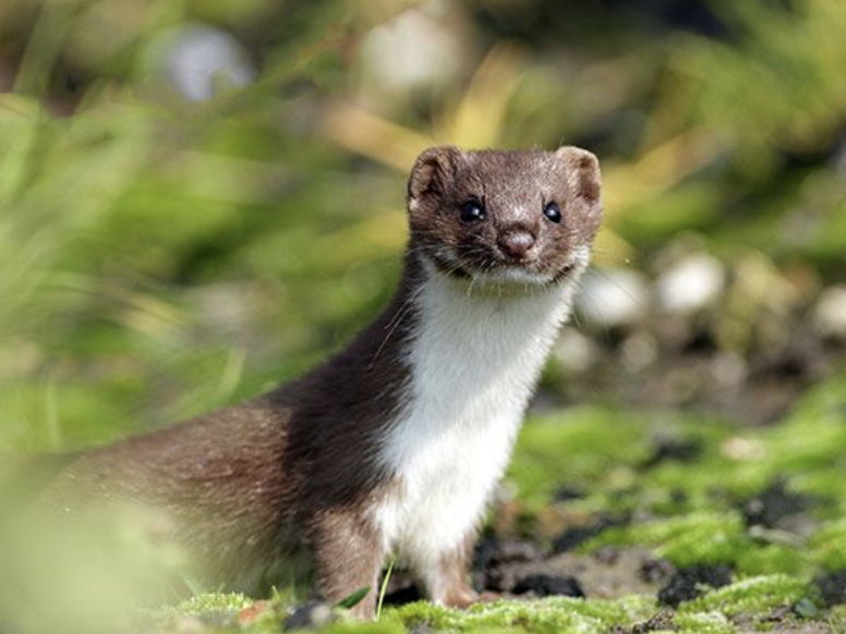 Pop Goes the Weasel Year 5 Reading