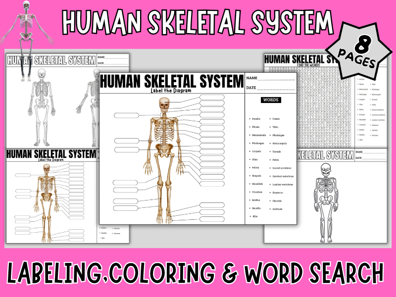Human Skeletal System: Label & Coloring