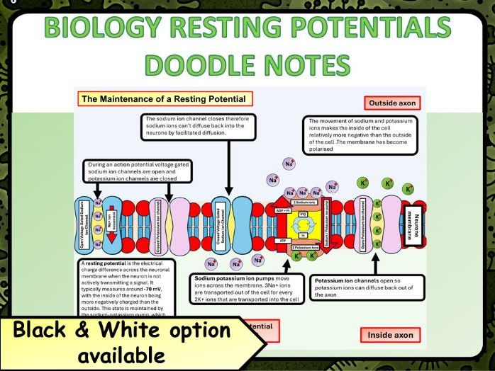 A Level Biology: Resting Potentials Doodle Revision Notes