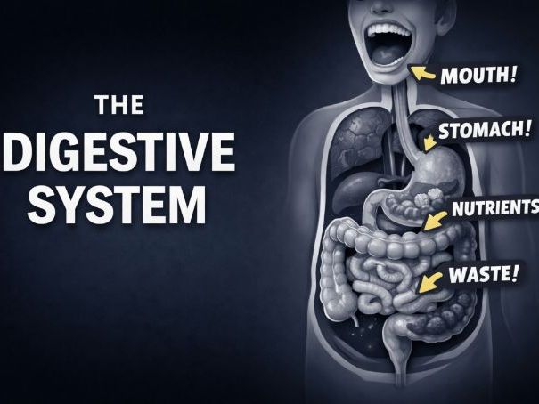 Digestive System in 5 Minutes | Easy Biology