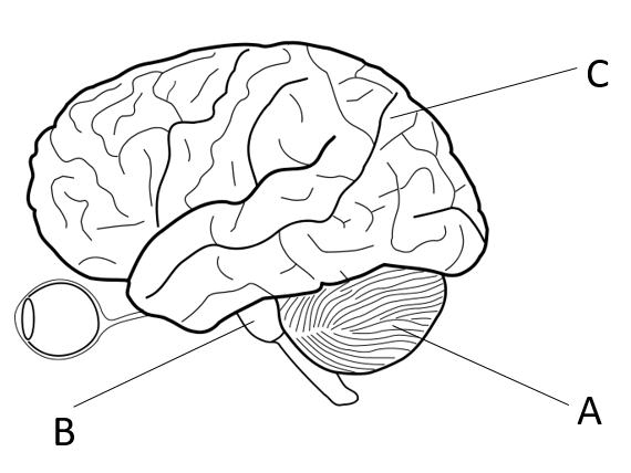 GCSE (Grade 1-9) Biology Revision Worksheets - The brain, The eye ...