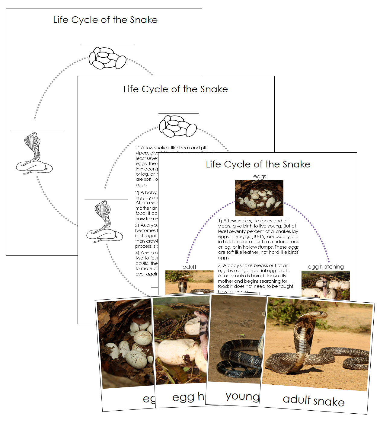 The Snake Life Cycle Nomenclature Cards & Charts Montessori