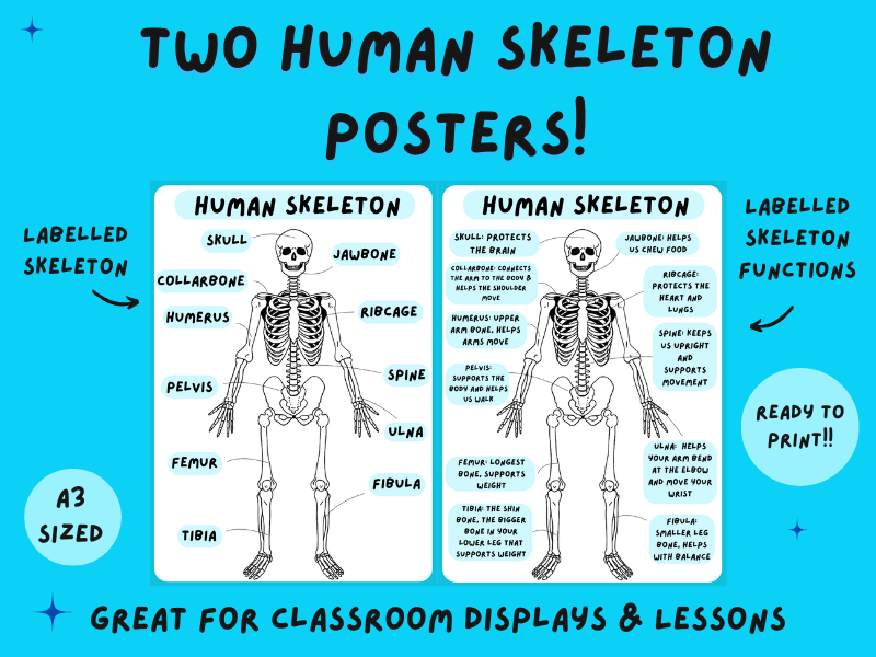 KS2 Human Skeleton Posters – Labelled & Functions | Science Display Pack