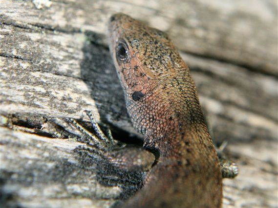 Lizards: Animals: Photo Collection (Part One)