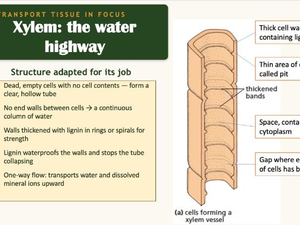 CIE IGCSE Plant Transport Pack