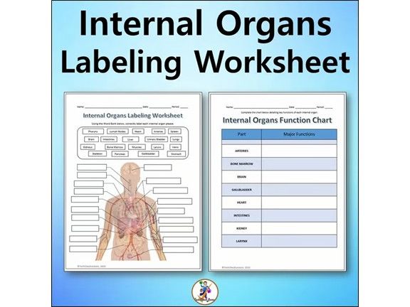 Internal Organs Labeling & Functions Worksheet - Science | Anatomy