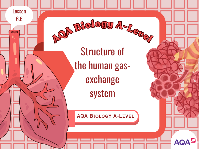 Structure of the Human Gas-Exchange System - AQA A-Level Biology – Lesson 6.6