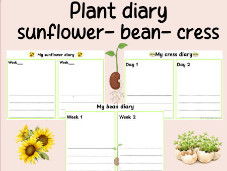 Plant diary- KS1 Science- cress- sunflower- bean