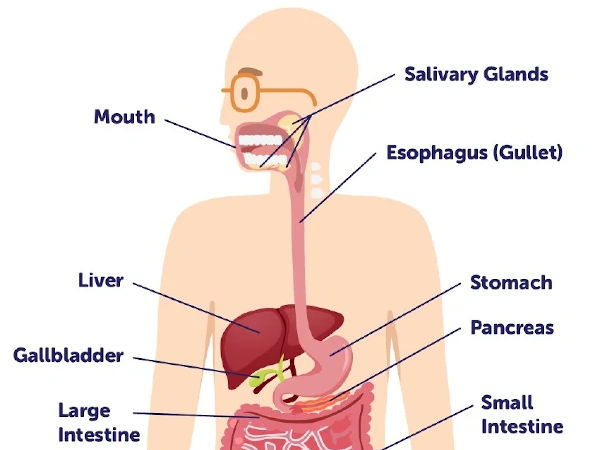 Year 9 Scirevision - cells & human body