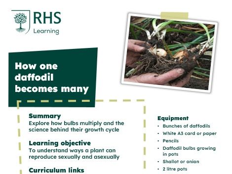 RHS Learning - How one daffodil becomes many