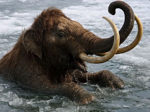 VOCABULARY STORY 722     HOW DID THE MAMMOTH GET FROZEN SOLID???