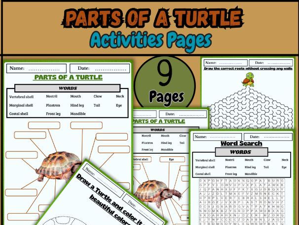 Parts of a Turtle | Labeling Worksheet, Word Search, Coloring & Maze Activities