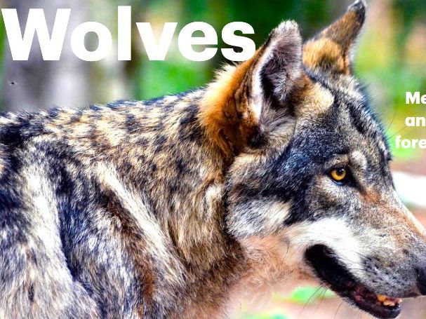 Wolves: Animated Keynote/PPT Presentation, Colorful Science