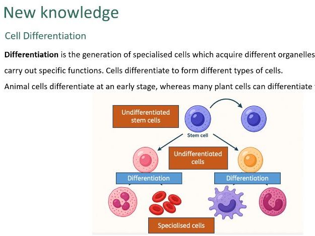 Cell differentiation (Biology GCSE AQA)