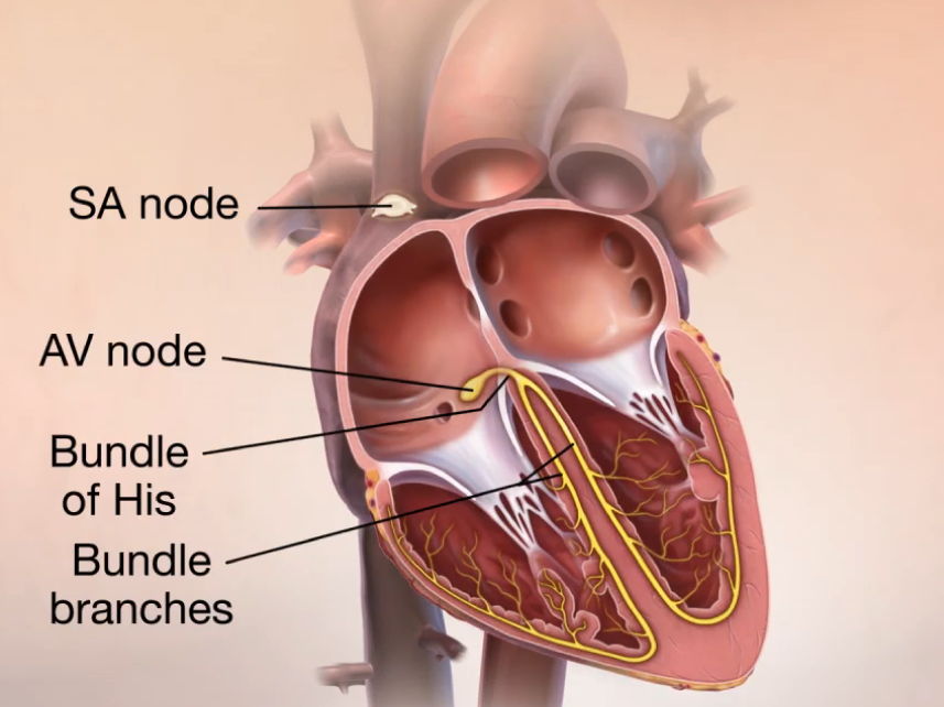 Coordination of the Heart, Myogenic Stimulation & ECG Interpretation – Complete Lesson