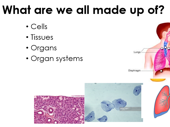 Activate scheme YEAR 7 organisms - Plant and animal cells