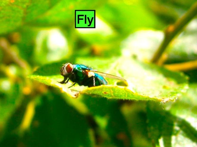 Flies: Animated Keynote/PPT Presentation, Colorful Science