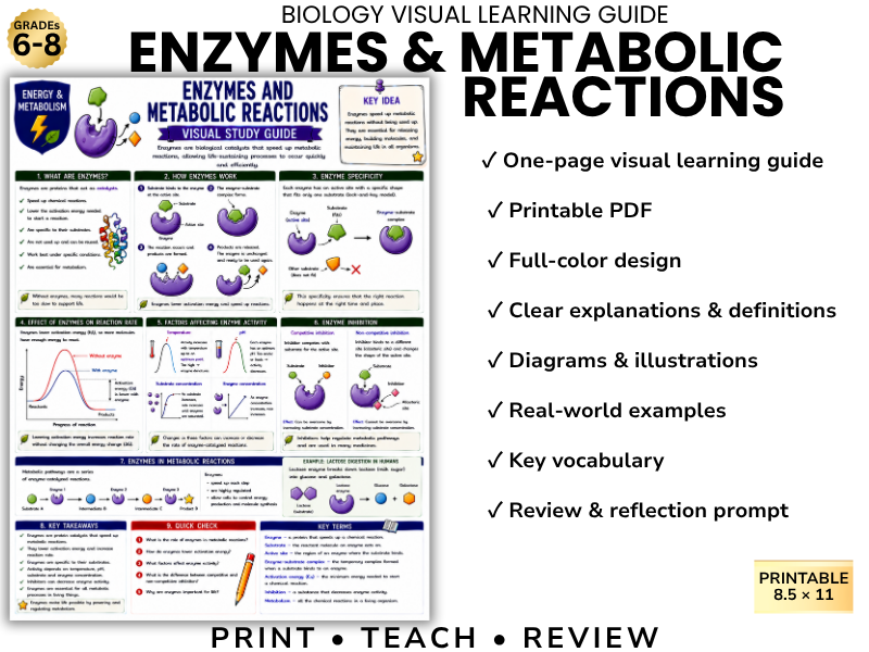 ENZYMES & METABOLIC REACTIONS | Biology Visual Learning Guide | Grade 8 & Middle School Science