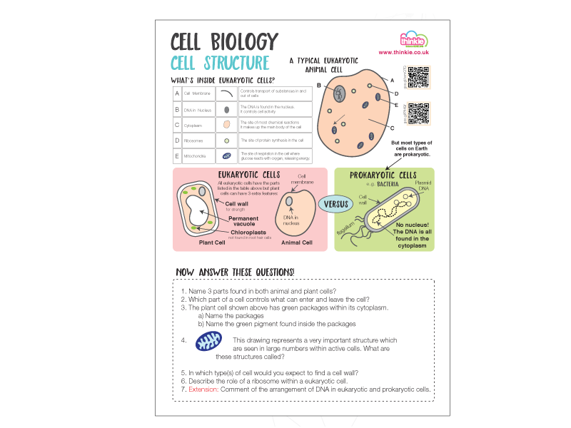 Cells Worksheet - Biology GCSE 2016 | Teaching Resources