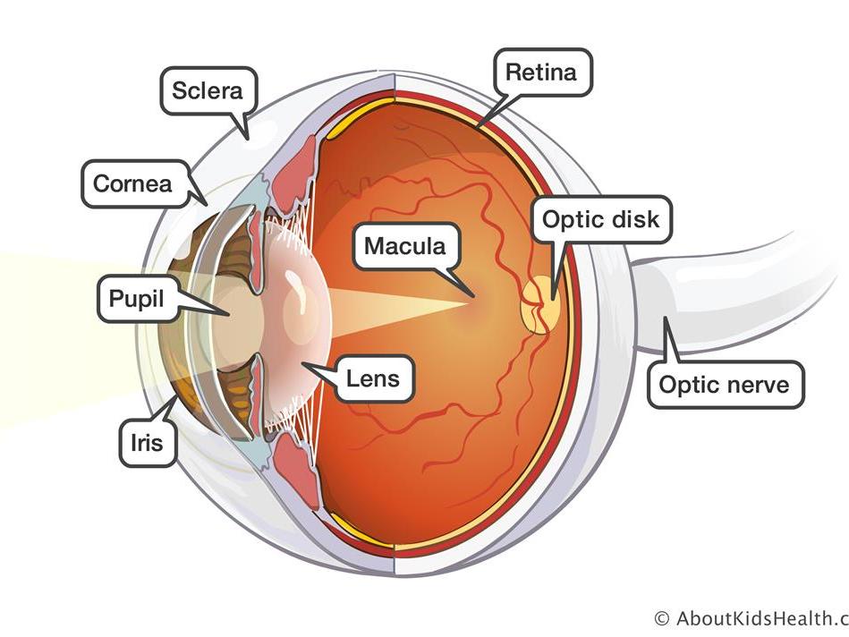 Structure And Functions Of The Eye Teaching Resources The Eye