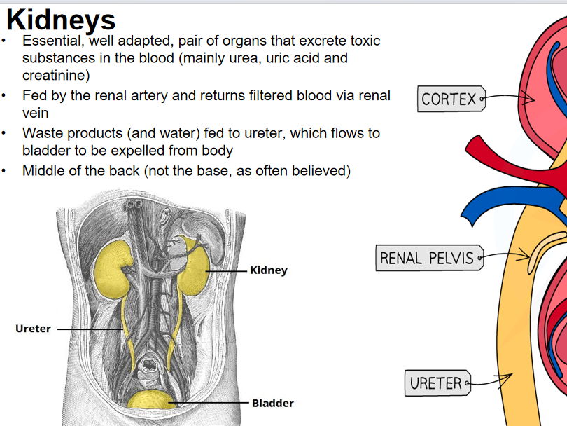 Homeostasis OCR A Level