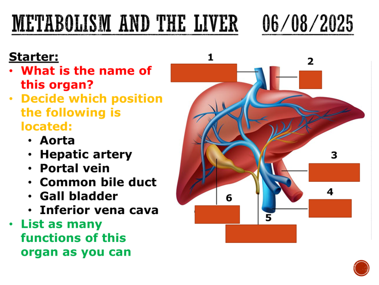 Metabolism and the liver - complete lesson (GCSE 1-9) | Teaching Resources
