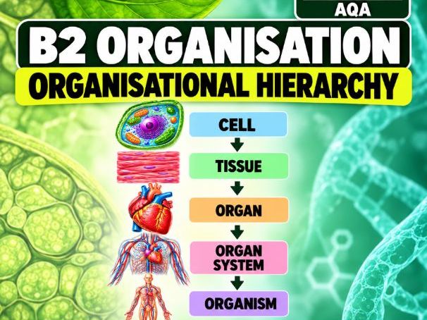 GCSE Biology Organisation – Organisational Hierarchy Knowledge Organiser + 30 Questions