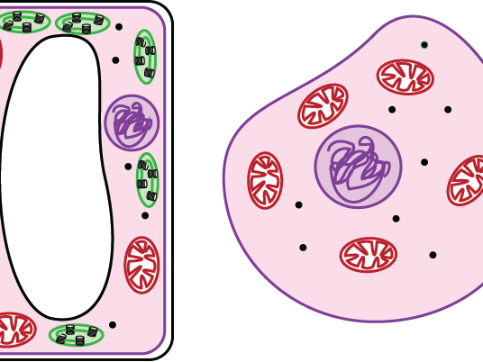 Cell Organelles Interactive