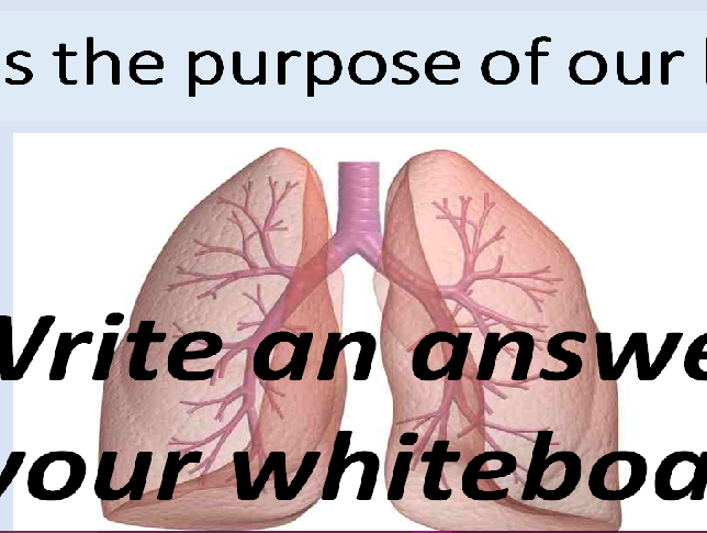 Structure of the Lungs / Respiratory System and Gas Exchange