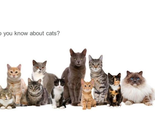 Information report on mammals